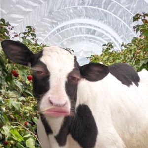 Meet your Posher, Jean-michel